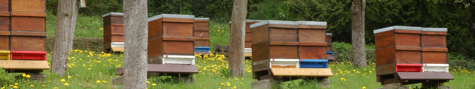 Bienenstöcke stehen am Waldrand ©DLR